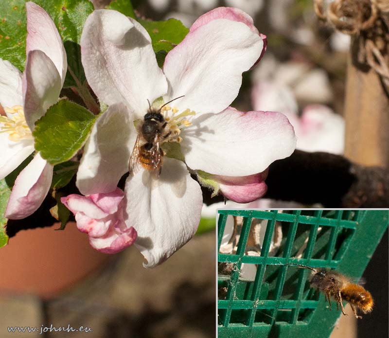 Mason bees in my garden in Hammersmith