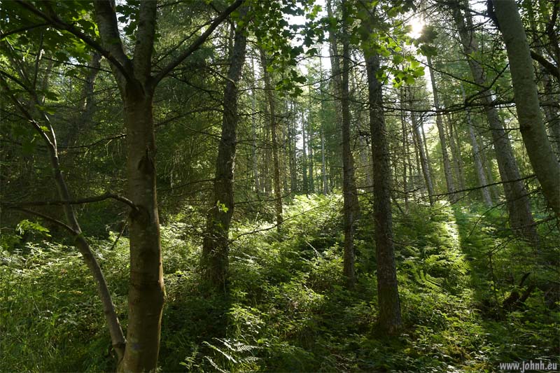 Brundholme Woods, Lake District National Park