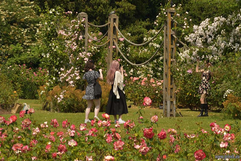 Regent’s Park rose gardens, London