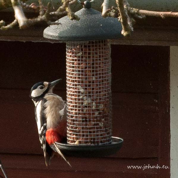 Great spotted woodpecker on garden feeder in Keswick, March 2015
