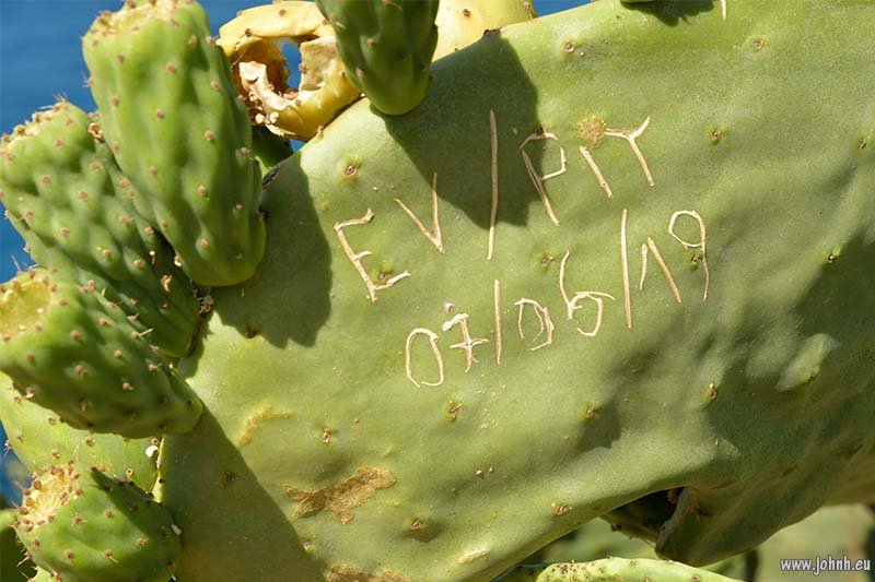 Cactus, Corsica