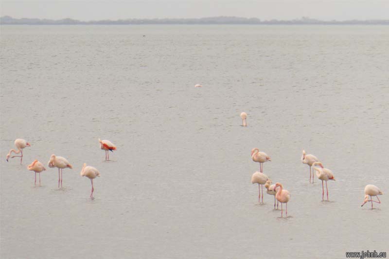 Camargue safari, Provence