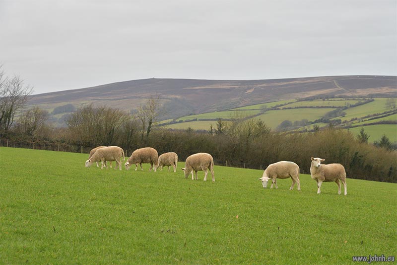 Exmoor Horn Sheep