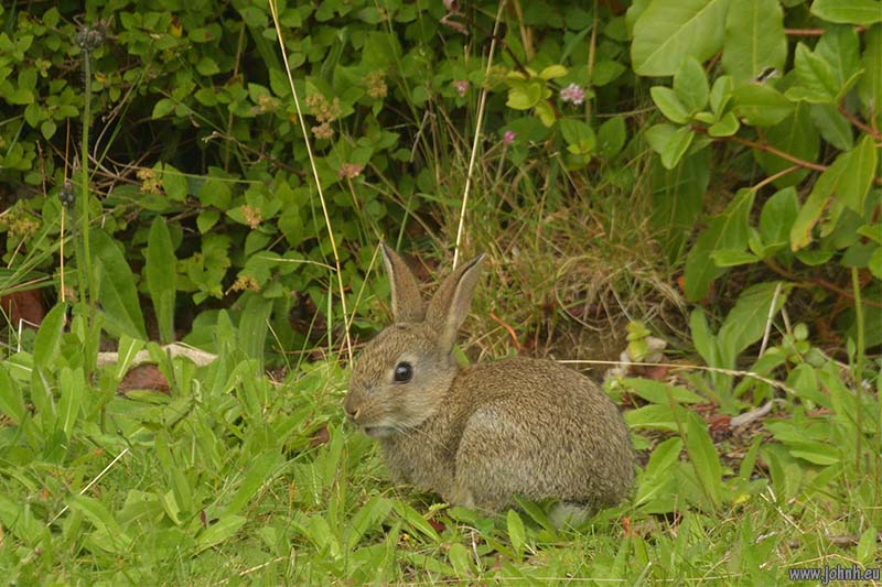 Rabbit in my garden in Keswick, Cumbria