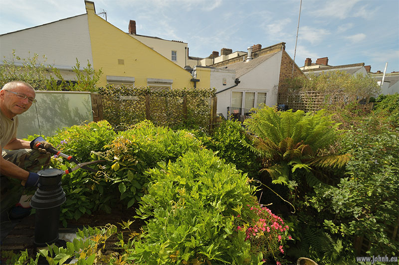 Spring growth in my London patio garden