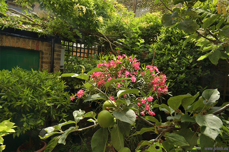 Spring growth in my London patio garden