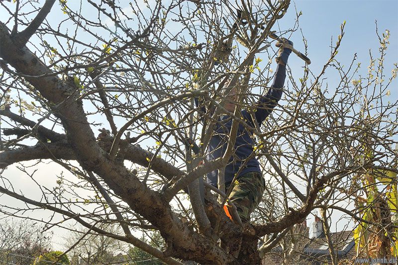 Greengage tree pruning