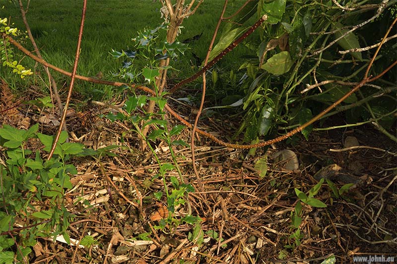 Holly in my Keswick garden
