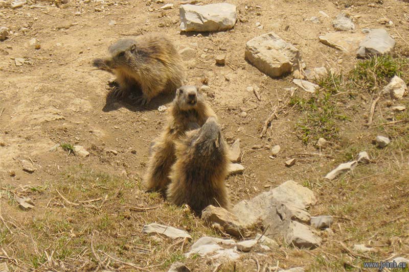 Marmottes above the Col de la Cayolle