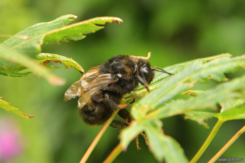 Bee in my garden in Keswick