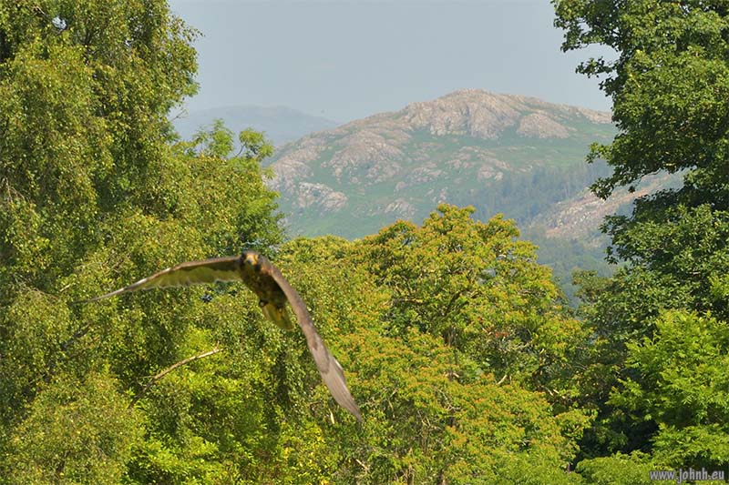 Birds of Prey flying Muncaster Castle, Lake District National Park