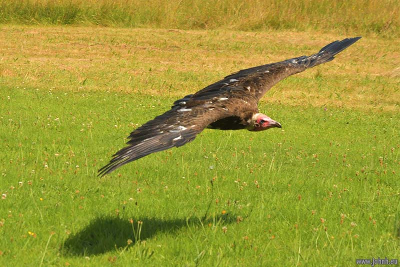 Birds of Prey flying Muncaster Castle, Lake District National Park