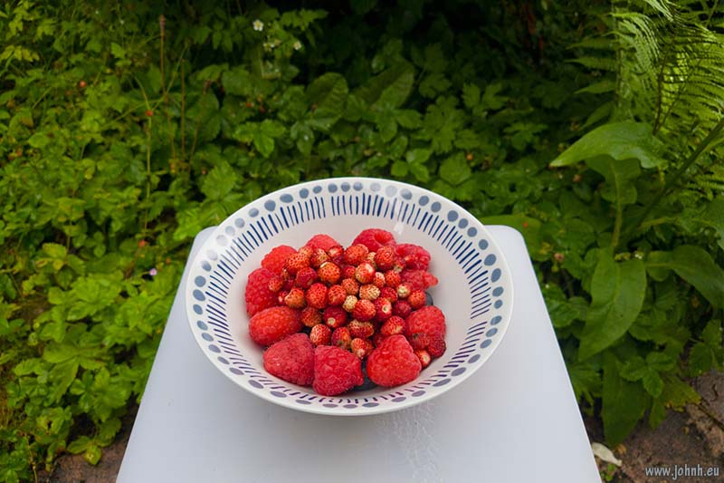 Strawberries in my garden in Keswick