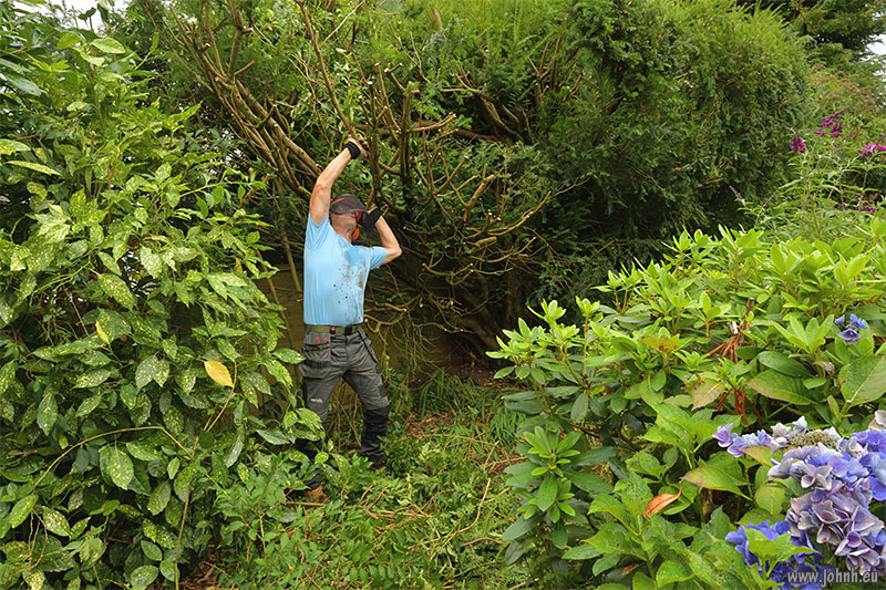 My Yew hedge in Keswick