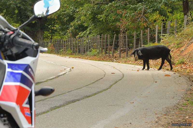 Corsican black pig